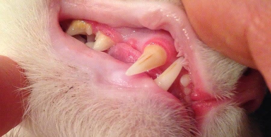 Nướu của mèo bị đỏ, kích ứng và viêm do cao răng ăn sâu vào bên dưới mô nướu, dẫn đến viêm nướu ở mèo