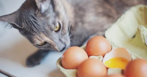 Trứng nấu chín phải được cho mèo con ăn; nếu chúng được ăn sống, chúng sẽ bị nhiễm vi khuẩn Ecoli.