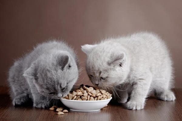 Nhu cầu dinh dưỡng của mèo con cao hơn rất nhiều so với mèo trưởng thành.