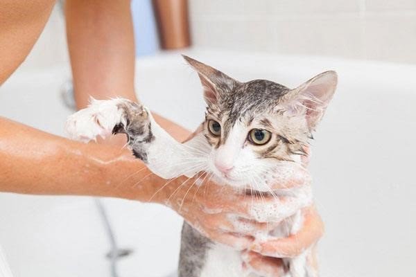 Tắm cho mèo con bằng sữa tắm và dầu gội chuyên dụng (Tắm ướt)