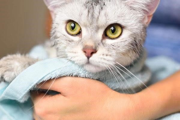 Ba phương pháp tắm cho mèo mà bạn có thể chưa biết.