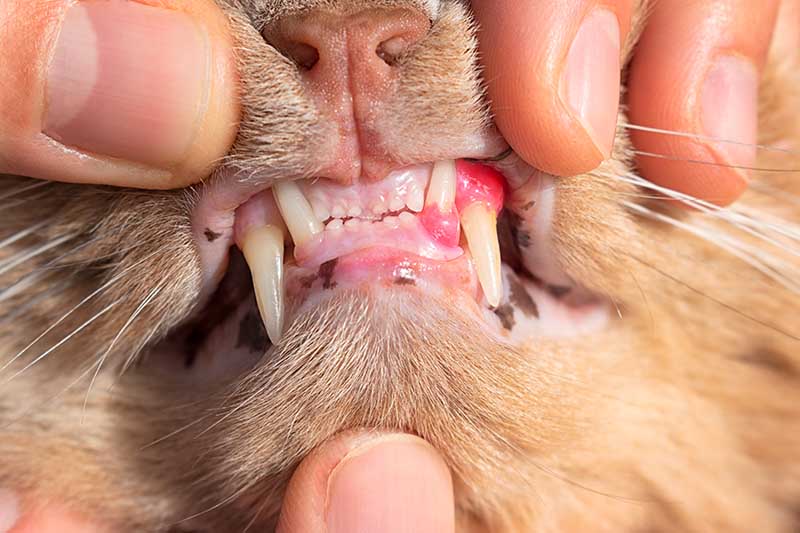 cat teeth resorption Yaya Photos Shutterstock