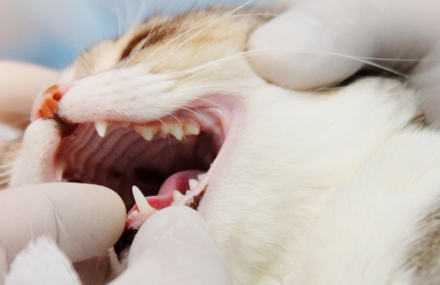 Một số bệnh truyền nhiễm răng miệng như vi rút calicivirus ở mèo (FCV)