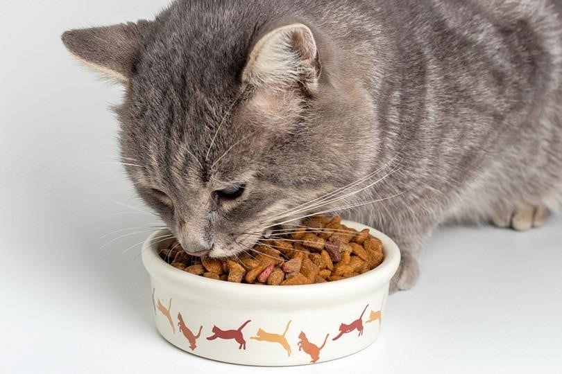 Hãy chuẩn bị những loại thức ăn có hàm lượng calo cao khi mèo mang thai
