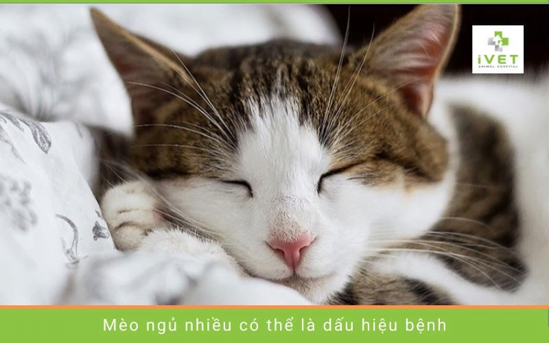 Bệnh gì khiến mèo ngủ nhiều?