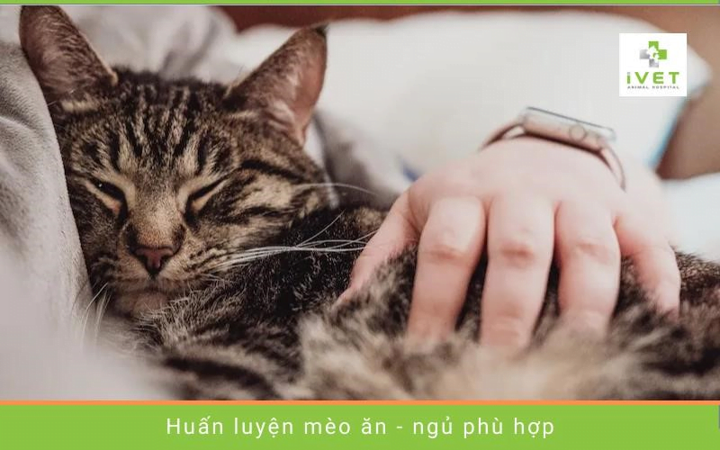 Những lưu ý khi dạy mèo thói quen ăn ngủ tốt