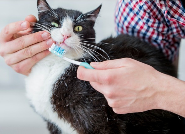 Đánh răng cho mèo là cách phòng ngừa bệnh răng miệng cho mèo tốt nhất