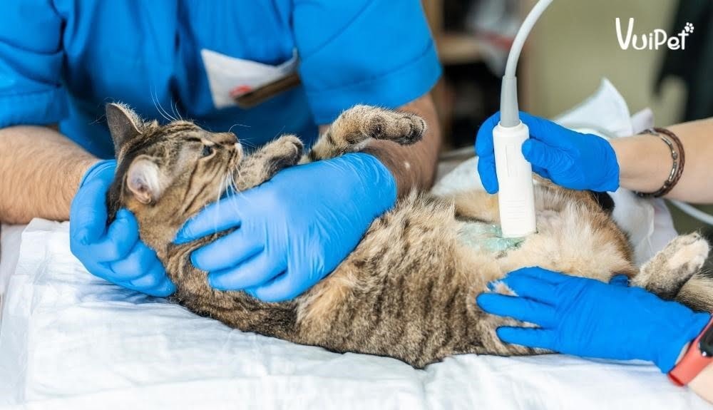 Cách chẩn đoán và điều trị bụng mèo bị phình