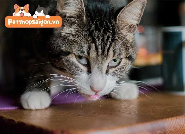 Mèo có thể nhịn ăn trong bao lâu?