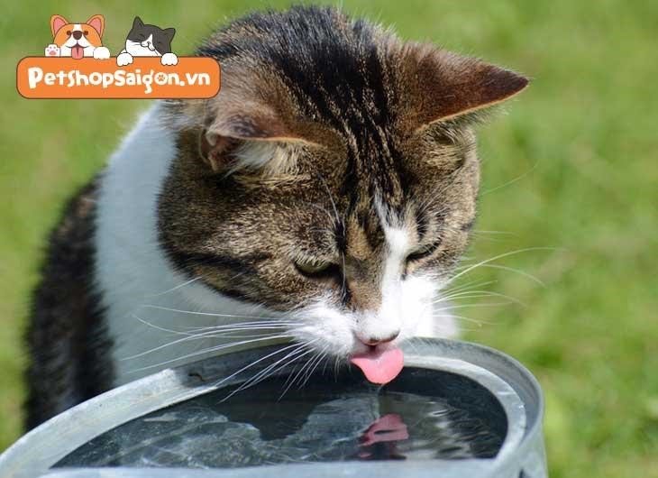 Một con mèo có thể đi mà không có nước trong một thời gian dài?