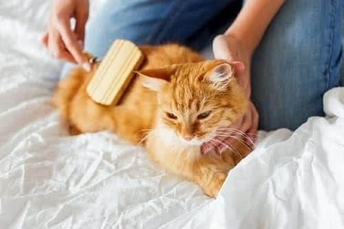 mô tả phương pháp thích hợp để chăm sóc lông mèo - chăm sóc thú cưng.