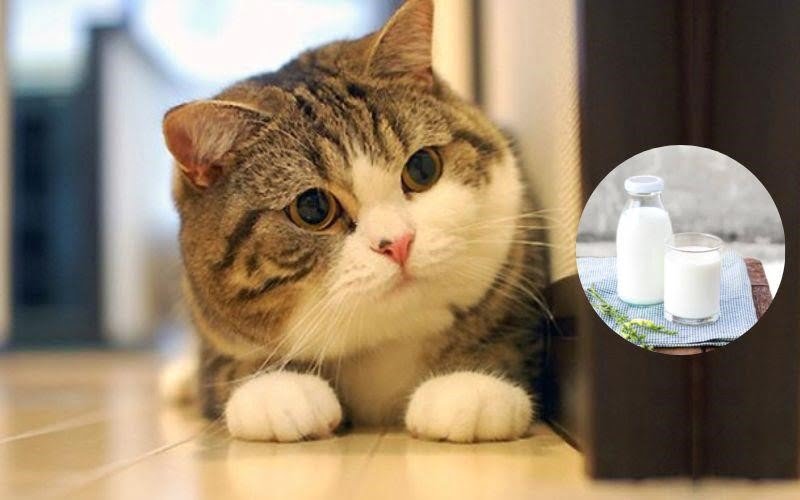 Để duy trì sức khỏe, mèo tiêu thụ loại sữa nào?