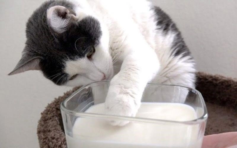 Nên cho mèo uống sữa gì tốt nhất?
