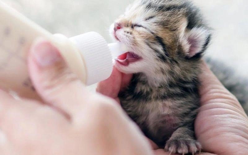 Mèo sợ sinh uống các loại sữa bột có hàm lượng dinh dưỡng như sữa mèo mẹ