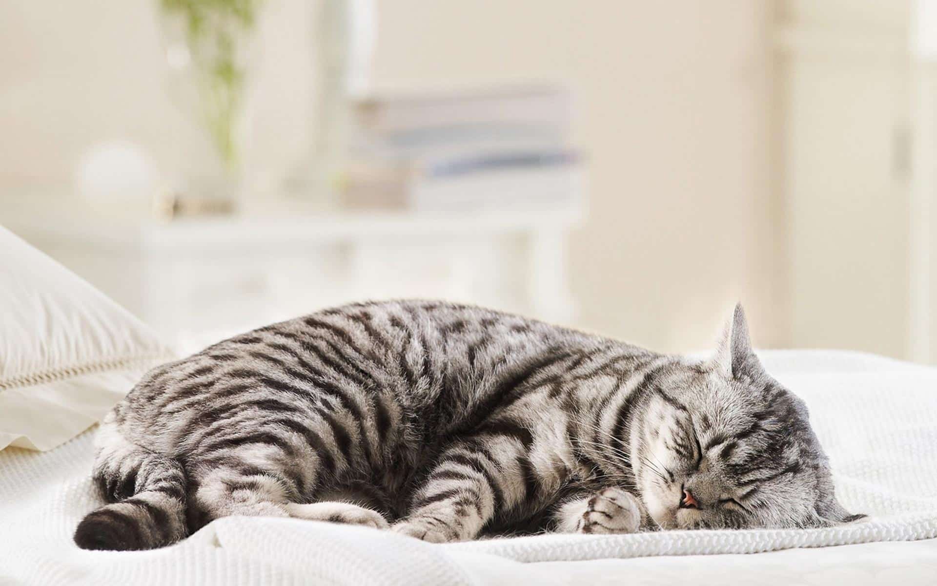 Khi mèo của bạn bị sốt, nó sẽ ngủ nhiều, không muốn chơi đùa và không hoạt động