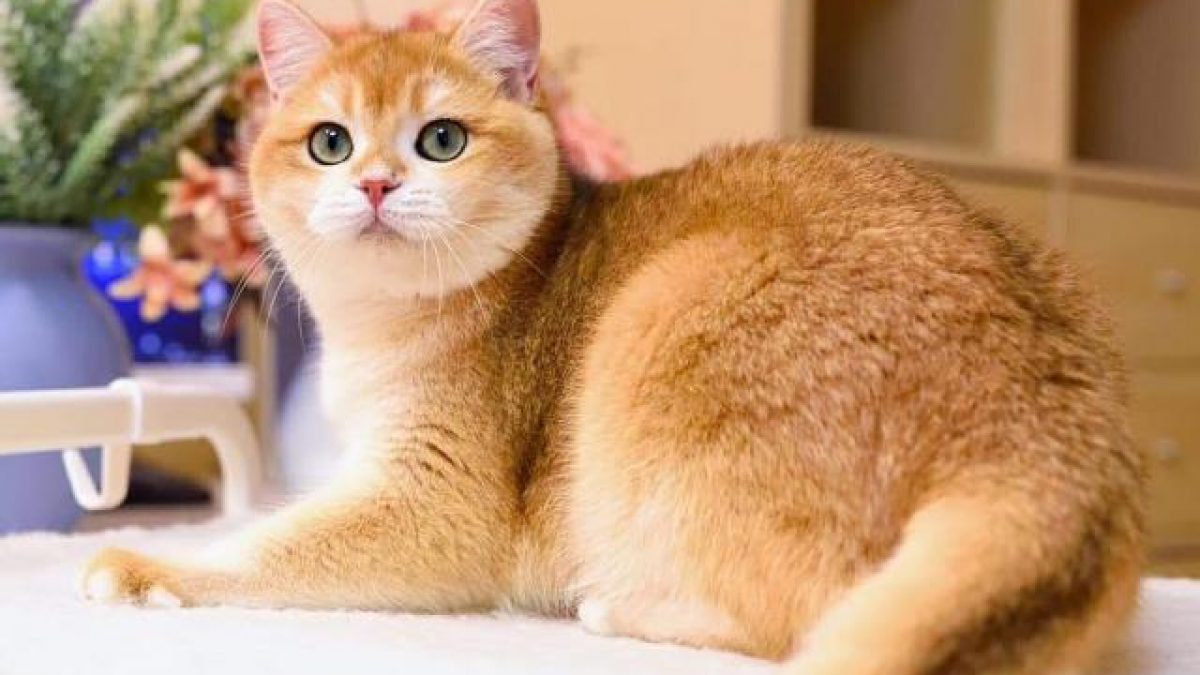 Tiếp theo là Mèo vàng cũng là một trong những loại mèo cảnh có giá rẻ nhất tại Việt Nam