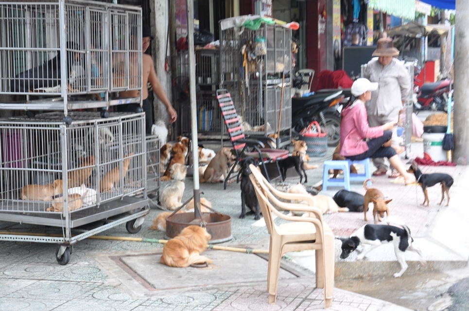 Đường Lê Hồng Phong được biết đến là "chợ chó mèo lớn nhất thành phố".