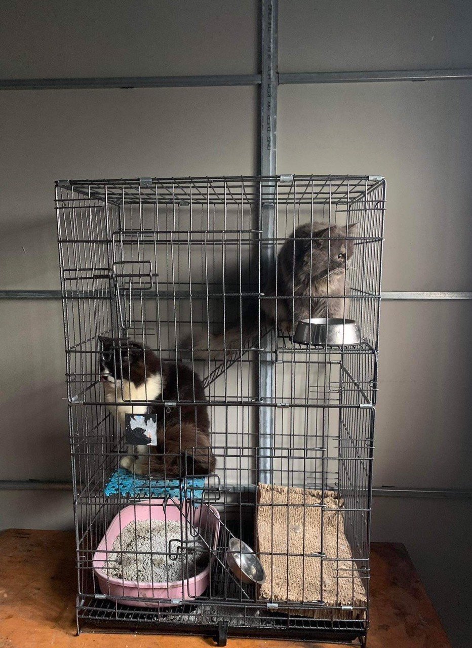 Nhược điểm của việc nuôi mèo trong chuồng là sẽ khiến cho mèo bị tù túng không thoải mái vận động được