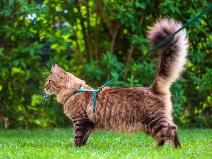Hãy kiểm tra thật kỹ dây thắt lưng và dây xích trước khi đưa mèo ra ngoài