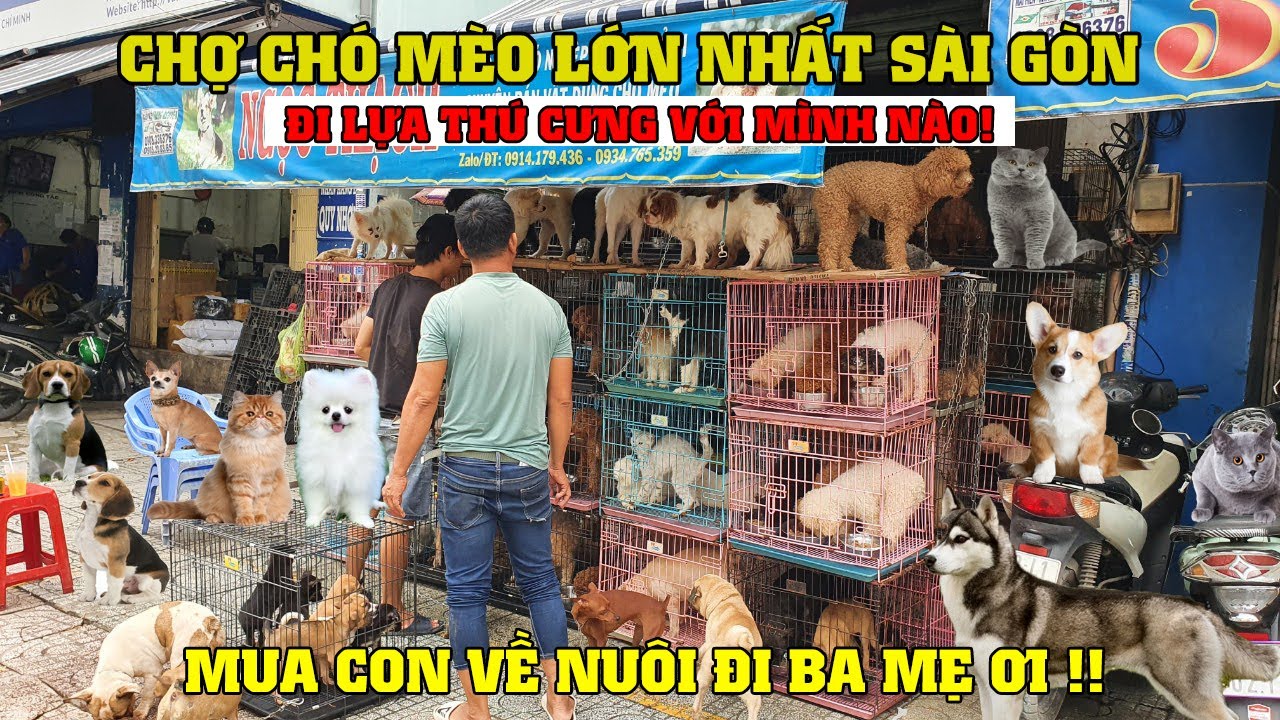 Chợ chó mèo trên đường Lê Hồng Phong đã trở thành điểm đến nổi tiếng để mua bán thú cưng tại thành phố.