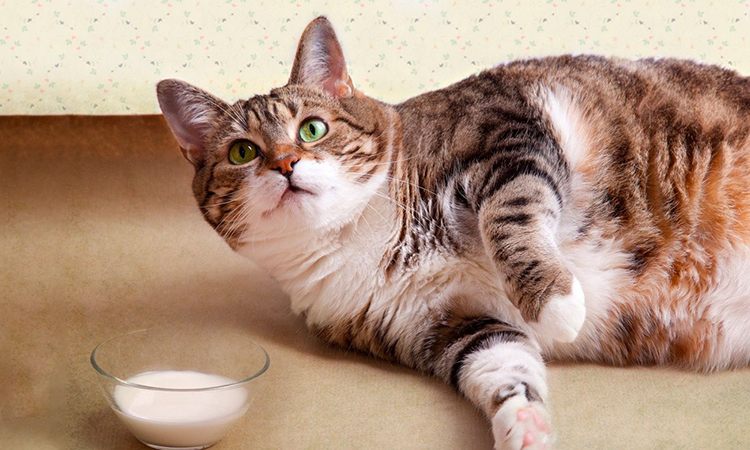 Mèo uống nhiều sữa tươi không gây tử vong nhưng sẽ ảnh hưởng đến đường tiêu hóa