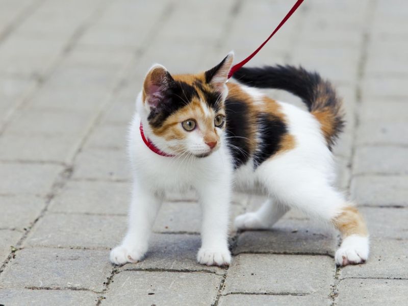 Khi dắt mèo đi dạo, bạn cần tập trung quan sát xem cách mèo phản ứng