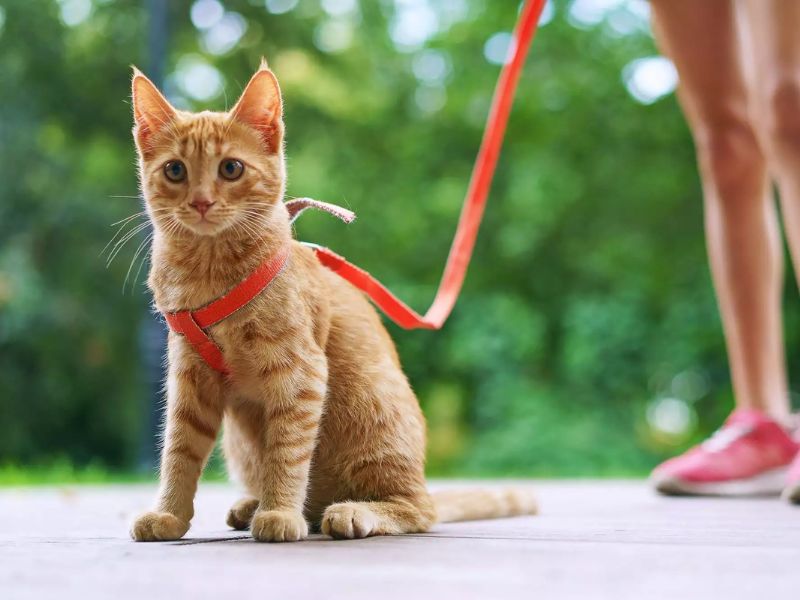Bạn nên hướng dẫn mèo cách đi dạo khi chúng còn nhỏ để thói quen hình thành ổn định hơn
