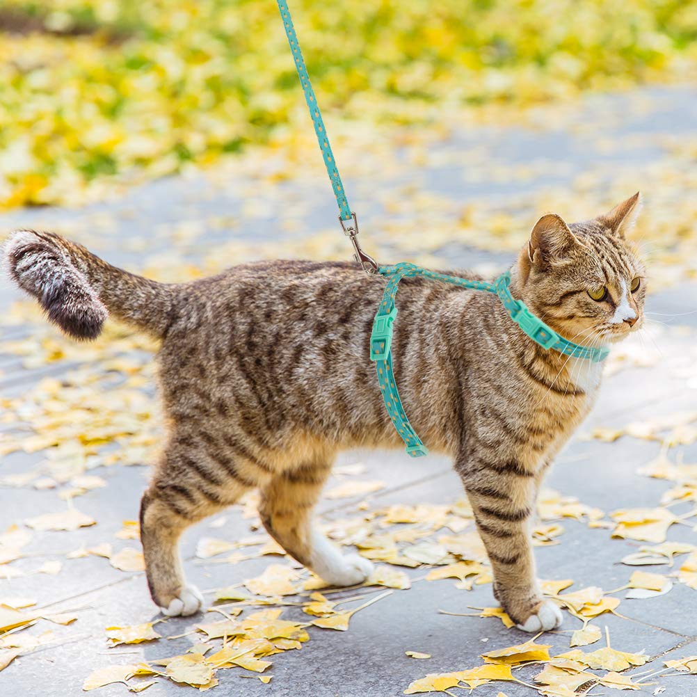 Hãy hướng dẫn cẩn thận từng bước để mèo thích nghi với việc đi dạo ra bên ngoài