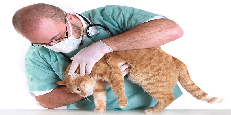 Khi thú cưng của bạn đang gặp vấn đề về sức khỏe nghiêm trọng thì hãy đem đến gặp bác sĩ thú y để khám chữa nhé