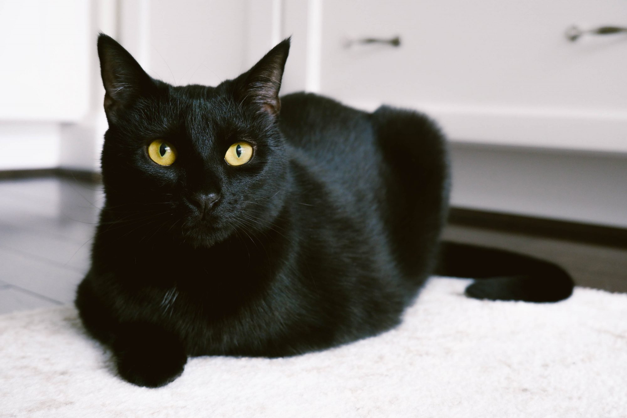 Mèo đen, còn được gọi là mèo mun, có bộ lông đen tuyền.