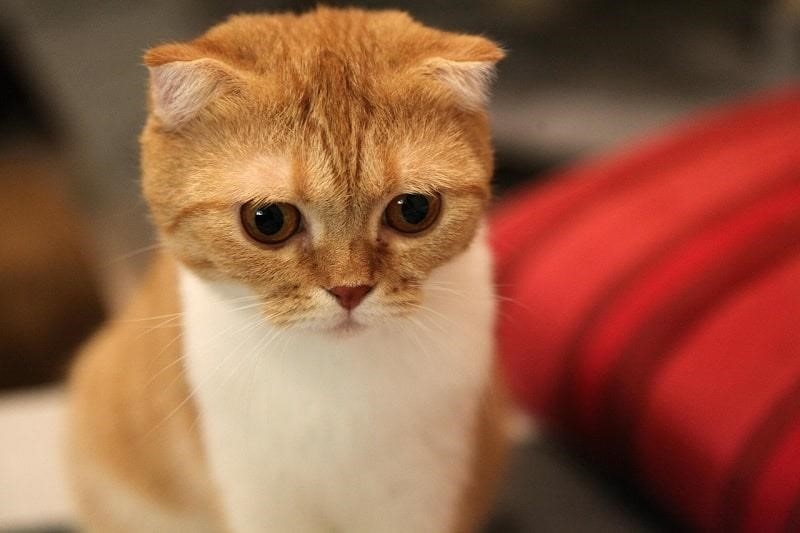 Mèo tai cụp Scottish Fold nhập từ Thái Lan và Trung Quốc có giá khá cao.