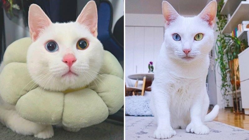 Mèo khao manee có ngoại hình đặc biệt