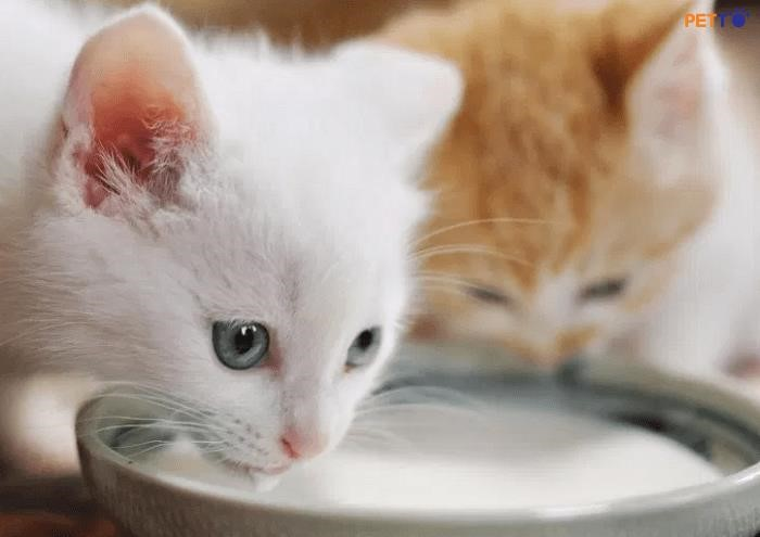PetLac, sản phẩm sữa dành cho mèo, cung cấp đầy đủ chất dinh dưỡng và kích thích ăn ngon hơn.