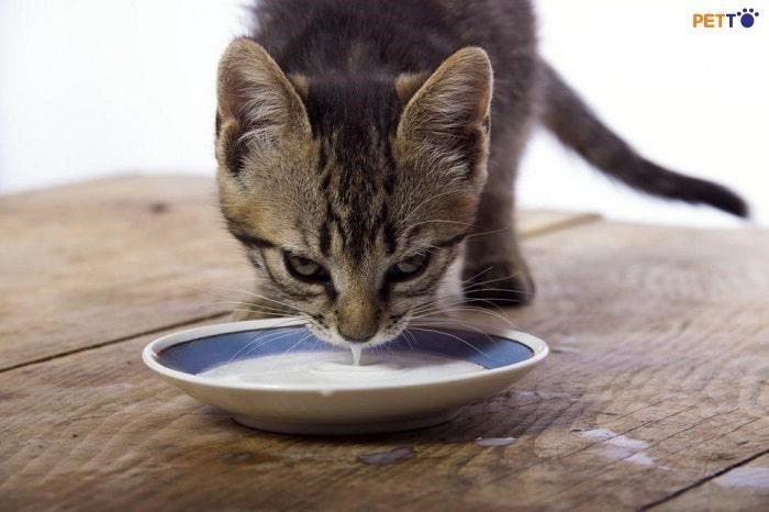 Nhiều người mới chăm sóc mèo đặt câu hỏi liệu có nên cho chúng uống sữa ông thọ hay không.