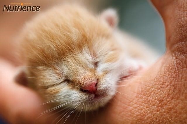 Bạn có thắc mắc về thời điểm mèo con mở mắt không? Liệu chúng có mở mắt ngay khi mới chào đời hay không?