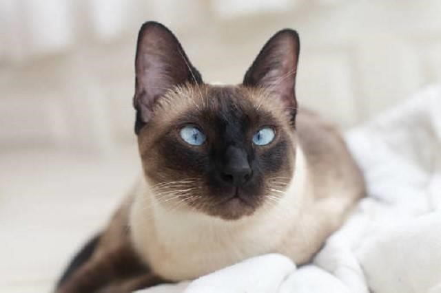 Mèo Xiêm bắt nguồn từ Thái Lan.