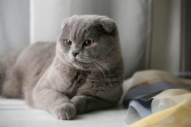 Scottish Fold là loài mèo có hình dáng tròn trịa và sự thông minh đáng ngạc nhiên.