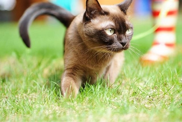 Với đôi mắt xanh tuyệt đẹp, mèo Burmese là mèo thông minh nhất trên thế giới.