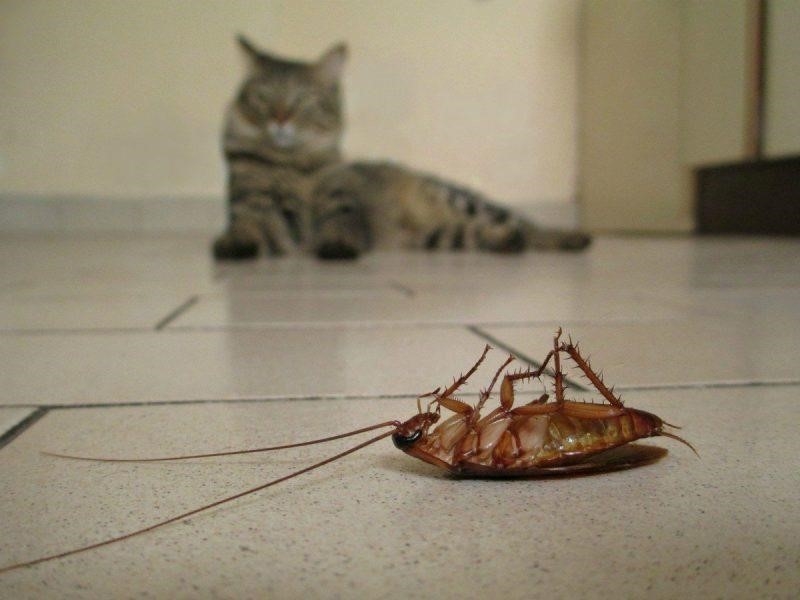Có vấn đề gì với việc mèo ăn gián và các loài côn trùng khác không?