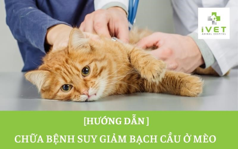 Trong bài viết này, chúng ta sẽ tìm hiểu về cách chữa giảm bạch cầu ở mèo một cách hiệu quả. Đầu tiên, chúng ta cần đưa mèo đến thăm bác sĩ thú y để xác định nguyên nhân bạch cầu. Sau đó, bác sĩ sẽ chỉ định thuốc kháng sinh và thuốc chống viêm để giảm bạch cầu và giúp mèo phục hồi nhanh chóng. Ngoài ra, chúng ta cũng có thể áp dụng các phương pháp chăm sóc tại nhà như cho mèo ăn các