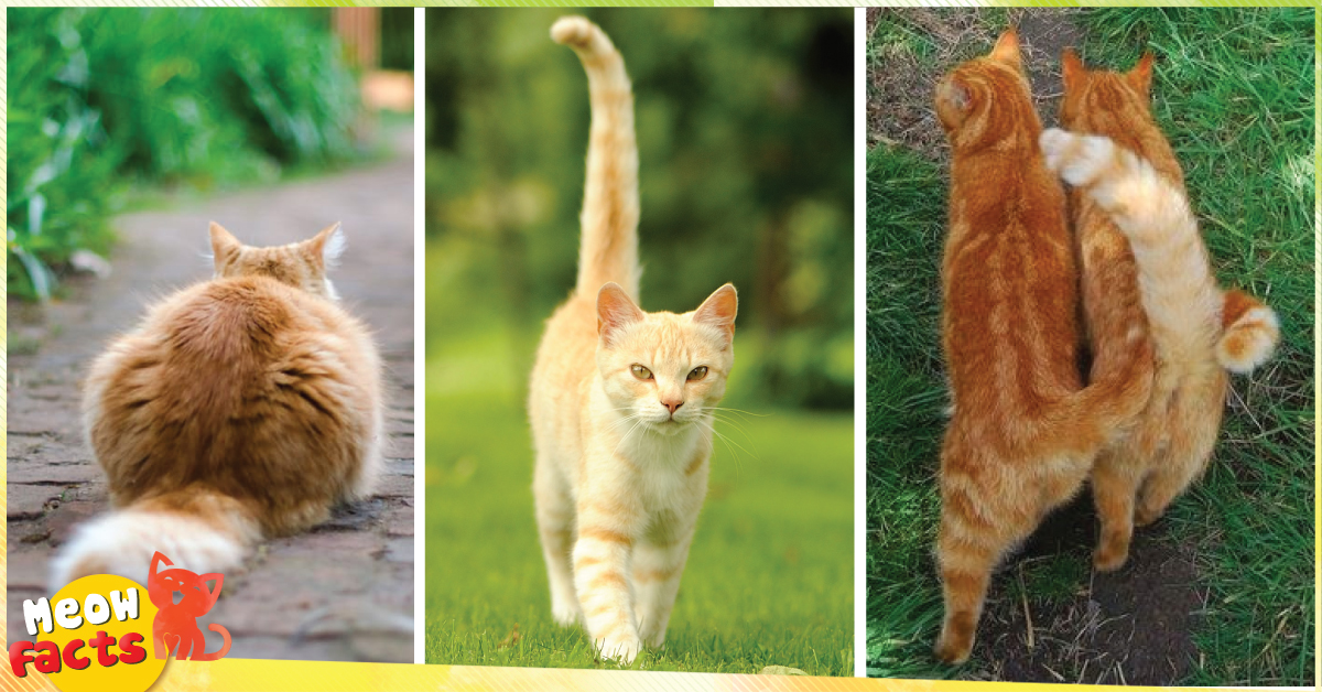 Đuôi mèo có nhiều chức năng khác nhau phù hợp với từng tính cách, môi trường sống của chúng