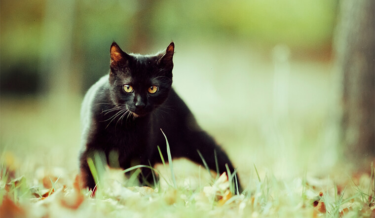 Nhiều người vẫn chọn nuôi một chú mèo đen làm thú cưng vì họ tin rằng chúng mang sự bí ẩn