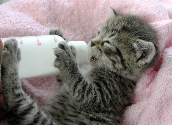 Cai sữa cho mèo con