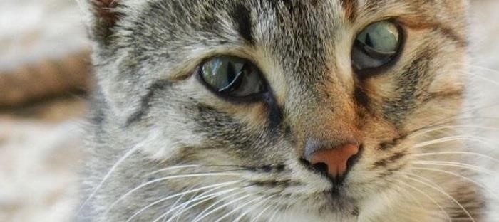 Nhiều nguyên nhân khiến mắt mèo kéo màng trắng