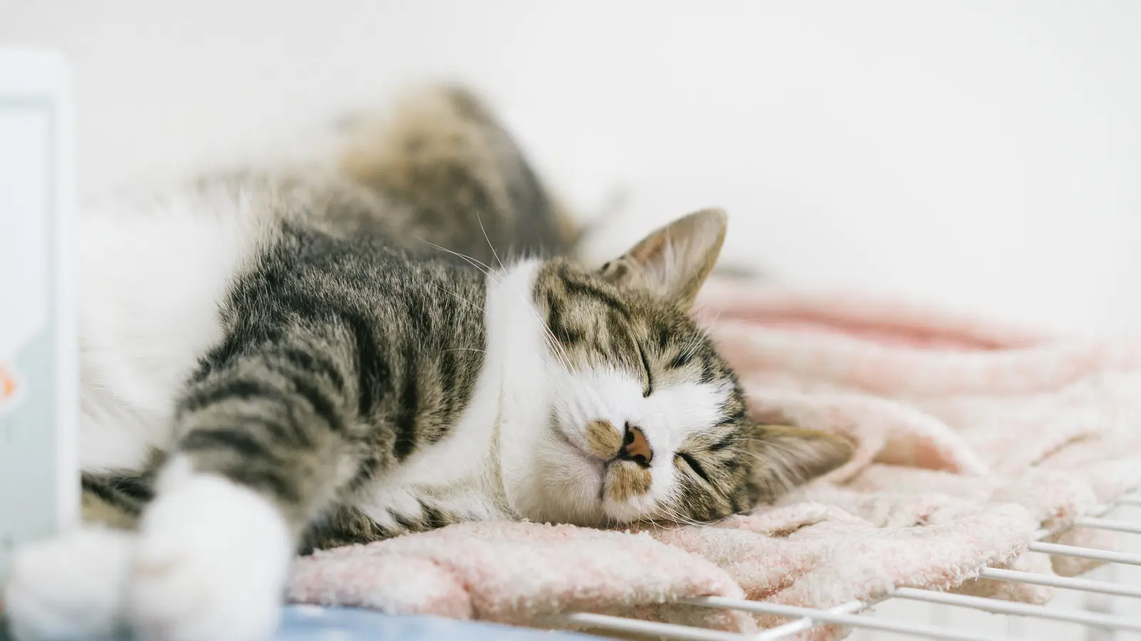 Lưu lượng máu đi khắp cơ thể giảm trong thời gian nghỉ ngơi là một nguyên nhân khiến tai mèo bị lạnh