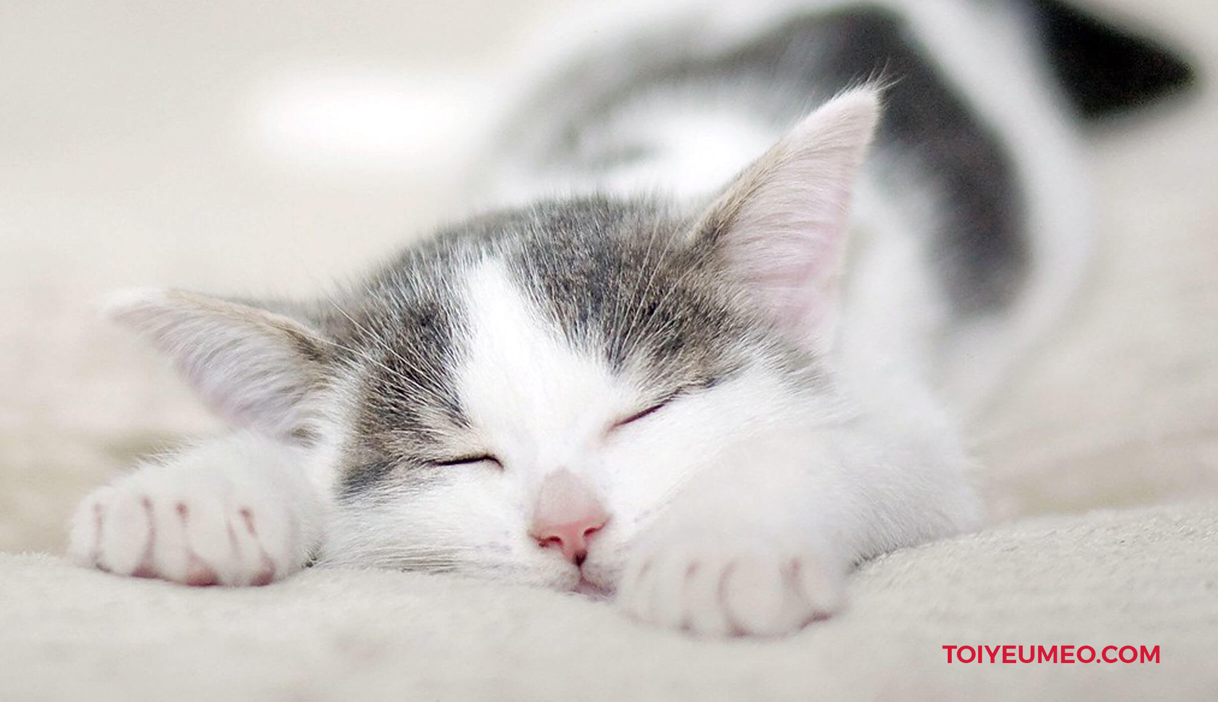 Nếu nơi mèo nghỉ ngơi có gió lùa liên tục, việc hạ thân nhiệt cũng góp phần làm tai mèo bị lạnh