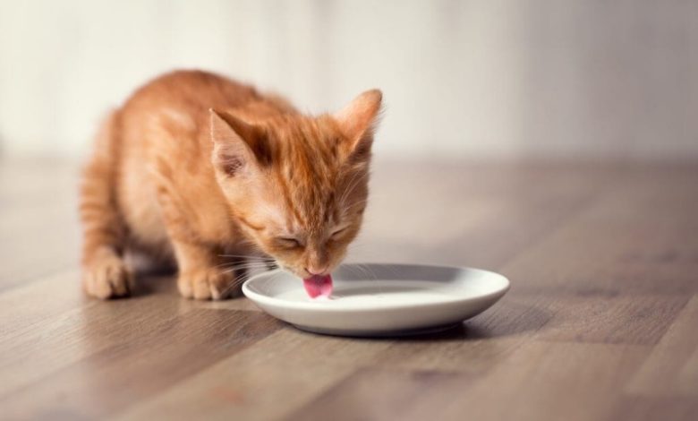 Khi mèo đủ 3 tháng tuổi trở lên thì bắt đầu cho chúng tập uống một ít sữa TH true MILK Hilo không chứa lactose, đồng thời theo dõi 12h sau khi uống.