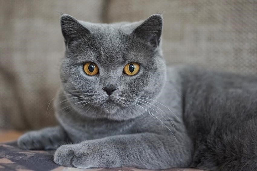 Mèo Chartreux Pháp là một giống mèo đặc trưng của Pháp