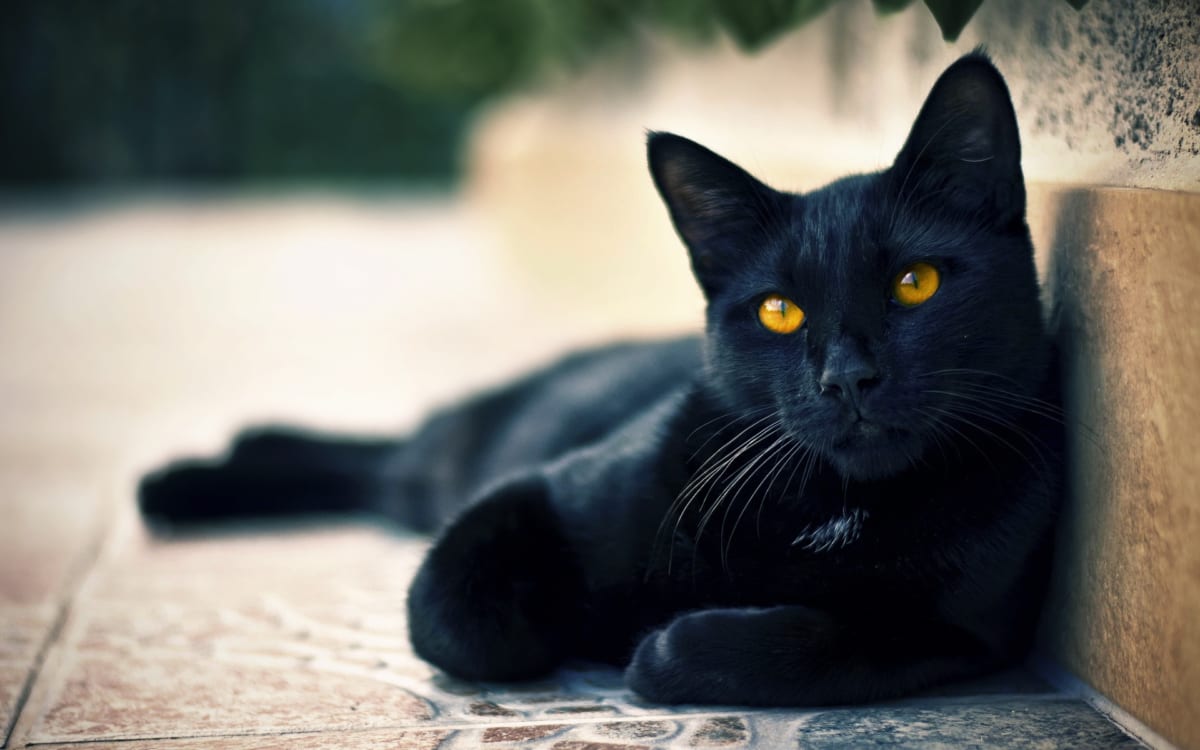 Một chú mèo đen thông thường thường có giá từ 200.000 đến 500.000 đồng