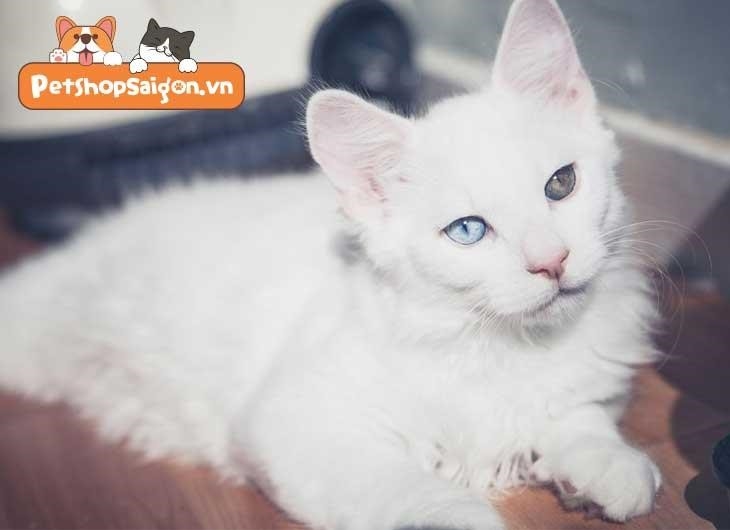 Tại sao mèo lại có đôi mắt hai màu?
